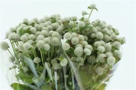 <h4># Gomphrena White ** Clearout **</h4>