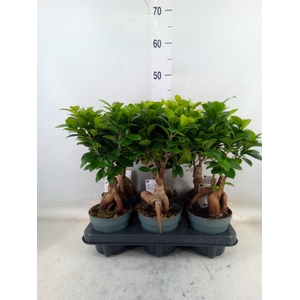 Ficus microcarpa 'Ginseng'