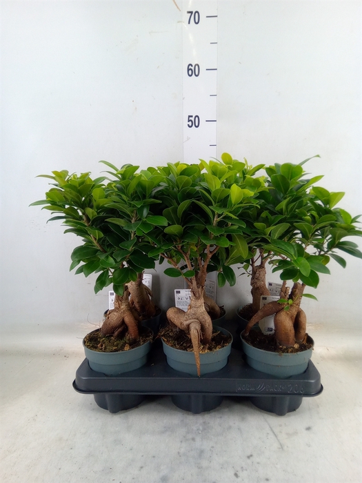<h4>Ficus microcarpa 'Ginseng'</h4>