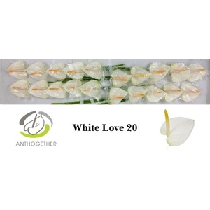 Anth A White Love 9 cm X20 Evanty