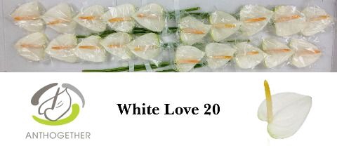 <h4>Anth A White Love 9 cm X20 Evanty</h4>