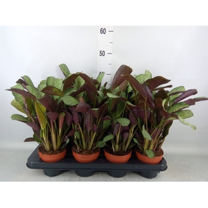 Ctenanthe burle-marxii 'Amagris'
