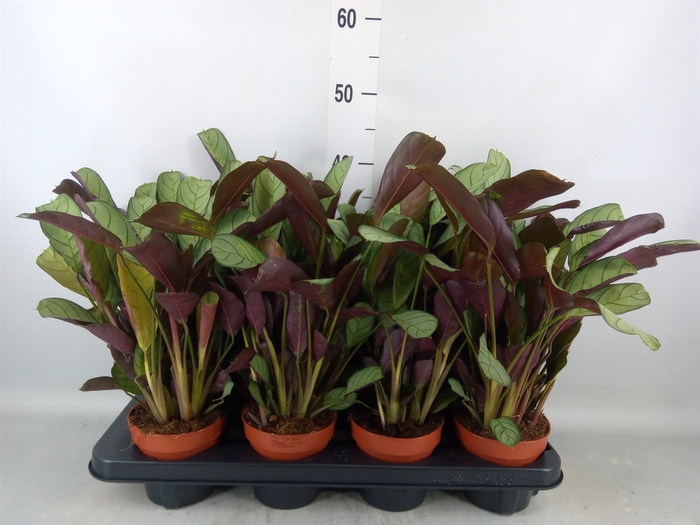 Ctenanthe burle-marxii 'Amagris'