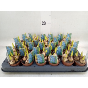 Muscari  'Magic Blue'