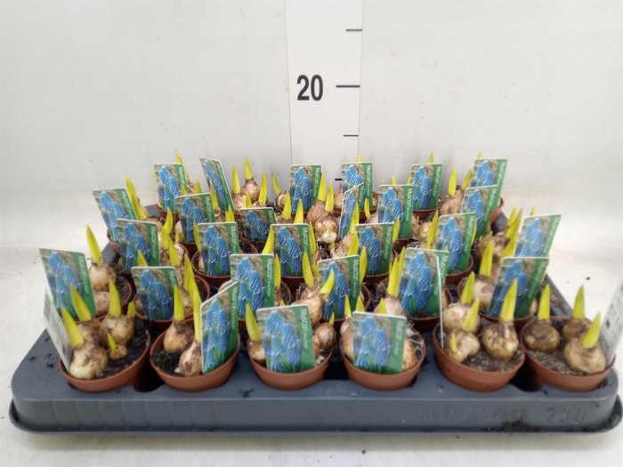 <h4>Muscari  'Magic Blue'</h4>