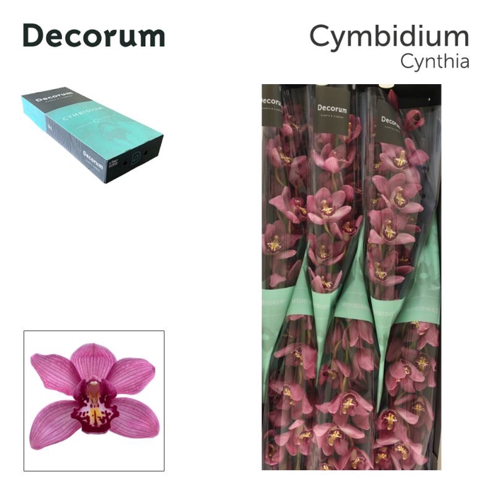 <h4>Cymbidium Cynthia 80 cm Super Koningshof</h4>