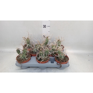 Tephrocactus articulatus