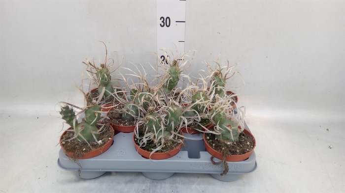 <h4>Tephrocactus articulatus</h4>