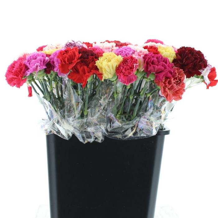 <h4>Di St Gem In Bos</h4>