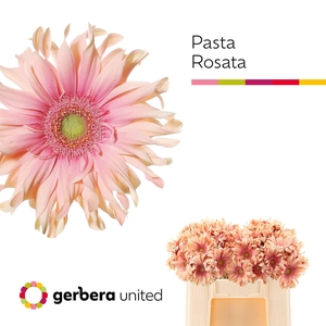 GERBERA GBK 'PASTA ROSATA'