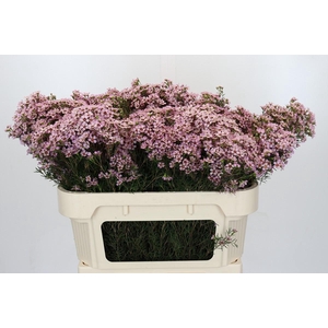 Chamelaucium Jupiter Solar