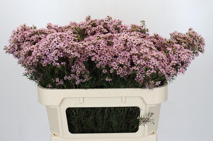 <h4>Chamelaucium Jupiter Solar</h4>