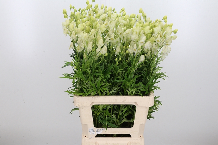 <h4>Aconitum Napellus Album</h4>