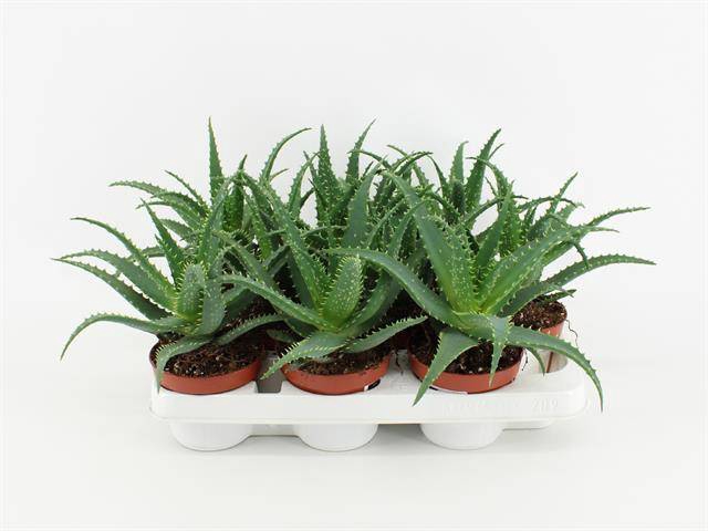 <h4>Aloe arborescens</h4>