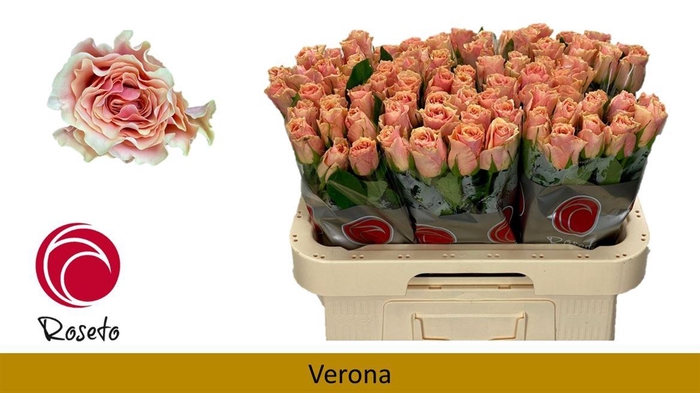 <h4>R Gr Verona</h4>