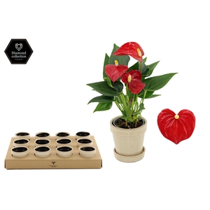 Anthurium 6 cm Micra in Flower Sand ceramics