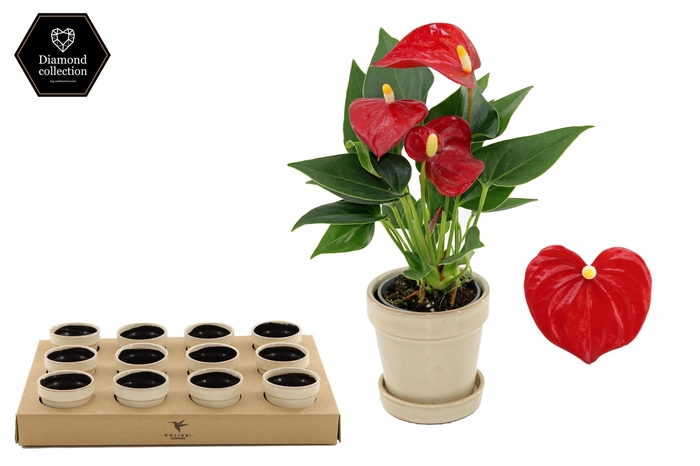 <h4>Anthurium 6 cm Micra in Flower Sand ceramics</h4>