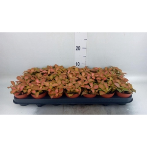 Fittonia   ...