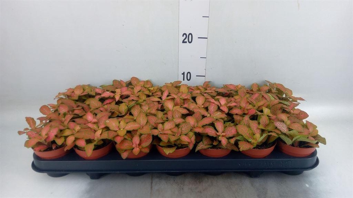 <h4>Fittonia   ...</h4>
