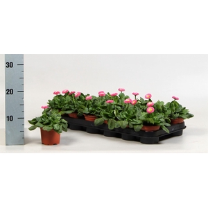 Bellis perennis 'Rusher Rose'
