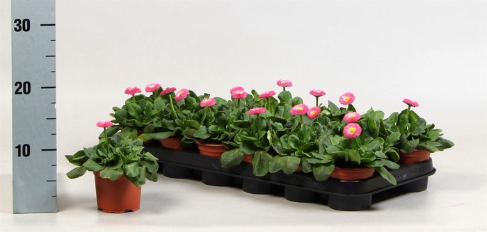 <h4>Bellis perennis 'Rusher Rose'</h4>