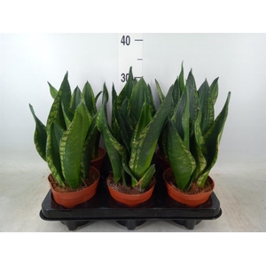 Sansevieria trifa.   ...