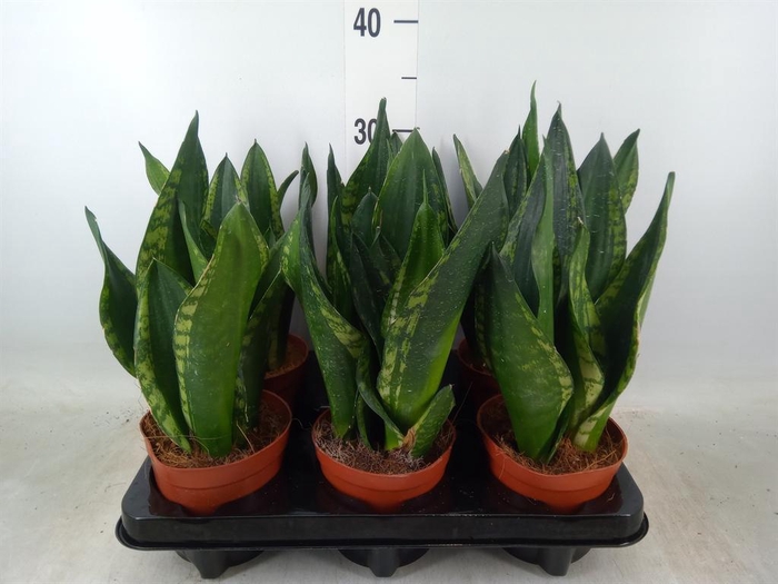 <h4>Sansevieria trifa.   ...</h4>