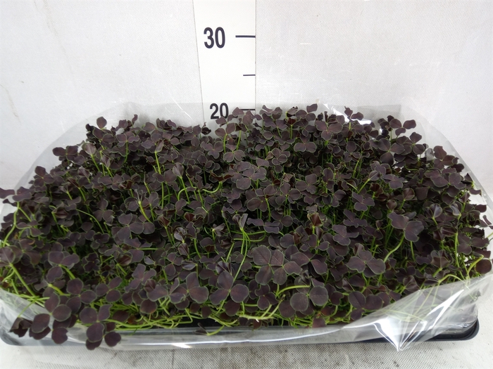 <h4>Trifolium repens 'Dark Debbie'</h4>