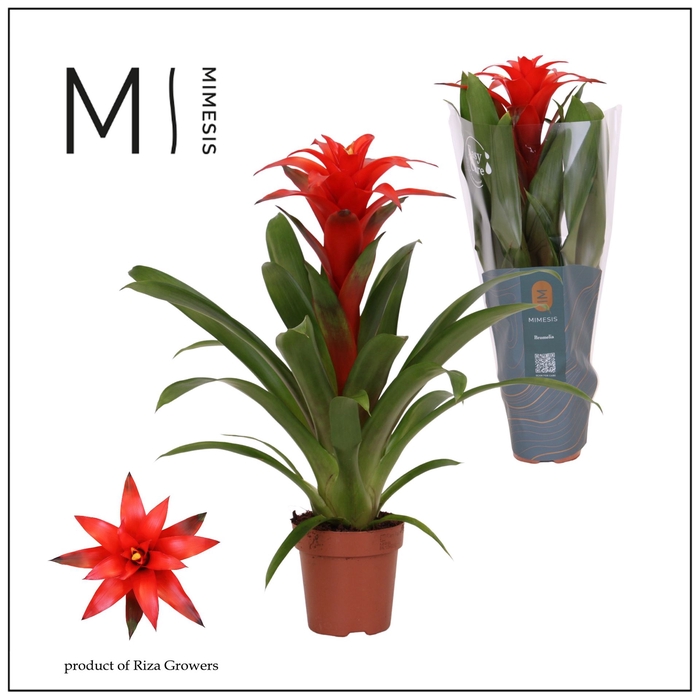 <h4>Guzmania  'Calypso'</h4>