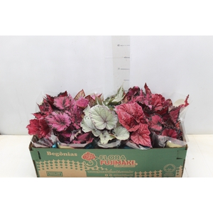 BEGONIA BELEAF P11 PO