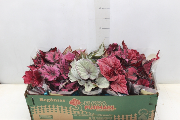<h4>BEGONIA BELEAF P11 PO</h4>