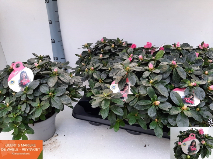 <h4>RHODO SI ROSE VOGEL</h4>