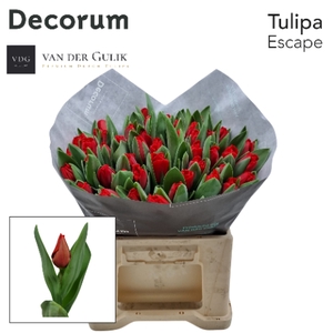 Tulipa si escape