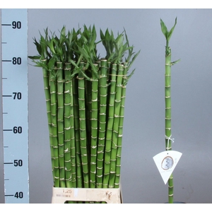 DRAC LUCKY BAMBOO