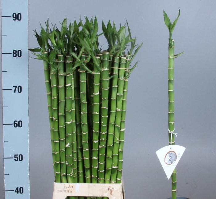 <h4>DRAC LUCKY BAMBOO</h4>