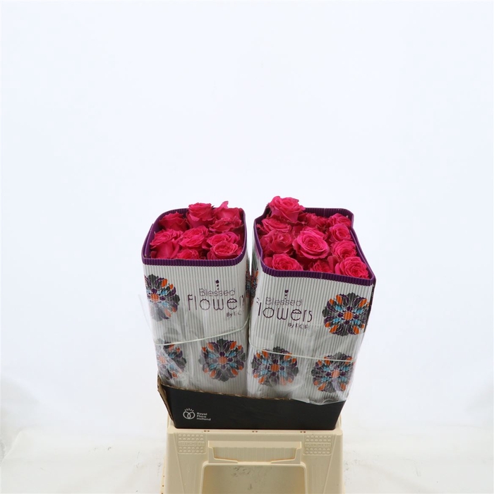 <h4>Rosa gr Full Monty!</h4>