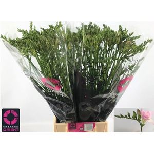 Freesia du Honeymoon