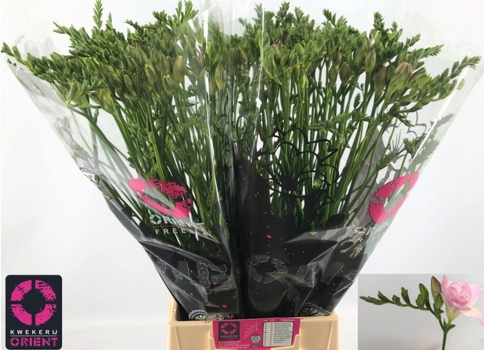 <h4>Freesia du Honeymoon</h4>