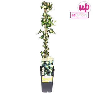 Hedera helix Goldheart P15