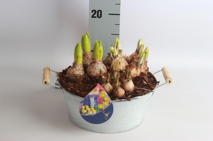 <h4>ARR BOL KNOLGEWAS</h4>