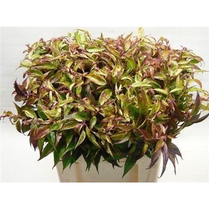 Leucothoe Walteri Rainbow