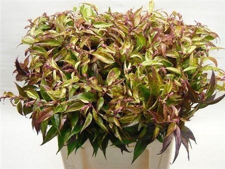 <h4>Leucothoe Walteri Rainbow</h4>