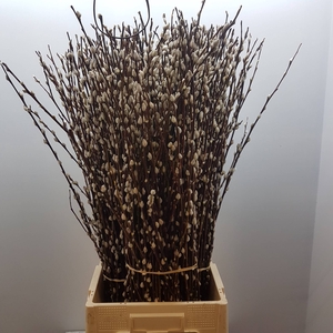 Salix Wilgenkatjes