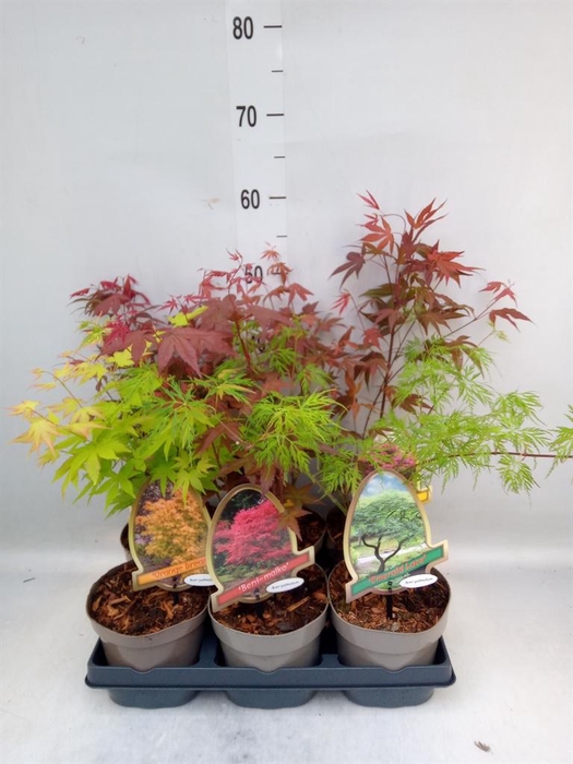 <h4>Acer palmatum</h4>
