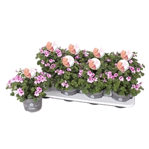 Pelg. Angel Aroma Daisy 12cm