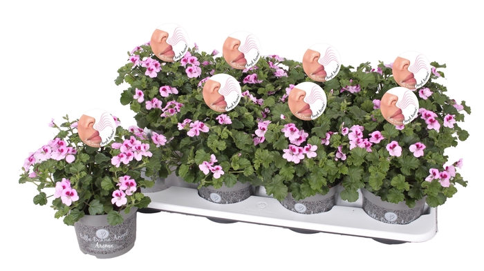 <h4>Pelg. Angel Aroma Daisy 12cm</h4>