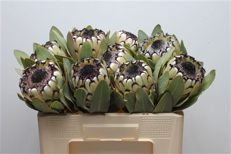 <h4>Protea Barb Snow Leopard</h4>