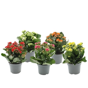 Kalanchoë 5 color mix without sleeve