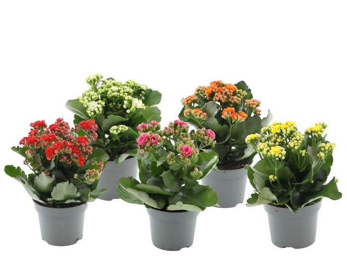 <h4>Kalanchoë 5 color mix without sleeve</h4>