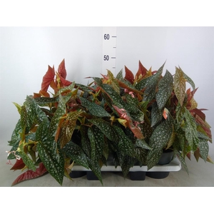 Begonia BD 'Double Dot'